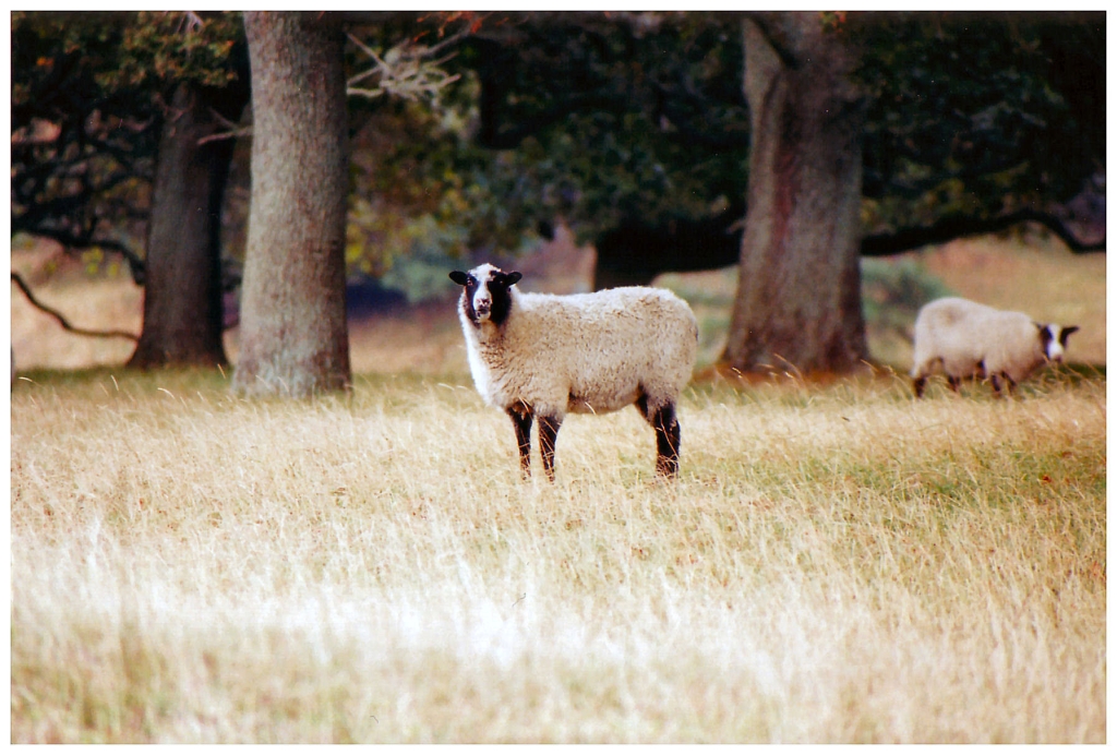 01 - Auckland (14).jpg